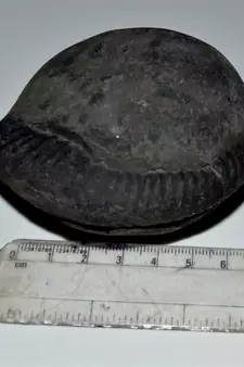 Nepal Gandaki River Original Shaligram Shila Idol Shri Vishnu For Tulsi Puja Stone Fossil In Size (Max: 7 CM) ID-249