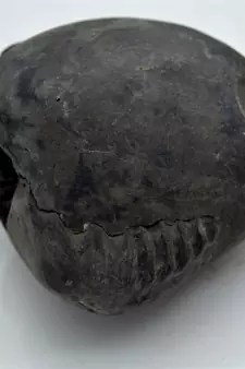 Nepal Gandaki River Original Shaligram Shila Idol Shri Vishnu For Tulsi Puja Stone Fossil In Size (Max: 7 CM) ID-250