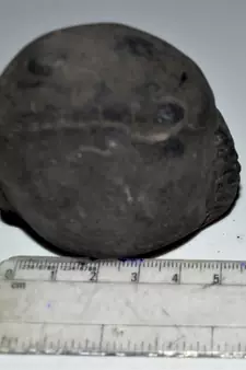 Nepal Gandaki River Original Shaligram Shila Idol Shri Vishnu For Tulsi Puja Stone Fossil In Size (Max: 7 CM) ID-250