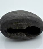 Nepal Gandaki River Original Shaligram Shila Idol Shri Vishnu For Tulsi Puja Stone Fossil In Size (Max: 7 CM) ID-251