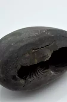 Nepal Gandaki River Original Shaligram Shila Idol Shri Vishnu For Tulsi Puja Stone Fossil In Size (Max: 7 CM) ID-251