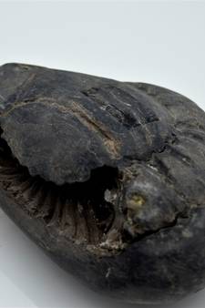 Nepal Gandaki River Original Shaligram Shila Idol Shri Vishnu For Tulsi Puja Stone Fossil In Size (Max: 7 CM) ID-252