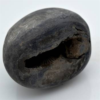 Nepal Gandaki River Original Shaligram Shila Idol Shri Vishnu For Tulsi Puja Stone Fossil In Size (Max: 7 CM) ID-253 1