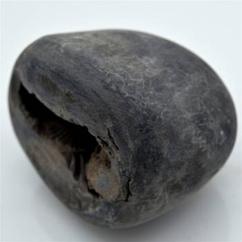Nepal Gandaki River Original Shaligram Shila Idol Shri Vishnu For Tulsi Puja Stone Fossil In Size (Max: 7 CM) ID-253 2