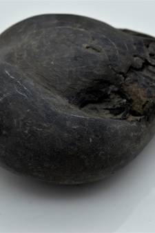 Nepal Gandaki River Original Shaligram Shila Idol Shri Vishnu For Tulsi Puja Stone Fossil In Size (Max: 7 CM) ID-254