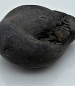 Nepal Gandaki River Original Shaligram Shila Idol Shri Vishnu For Tulsi Puja Stone Fossil In Size (Max: 7 CM) ID-254