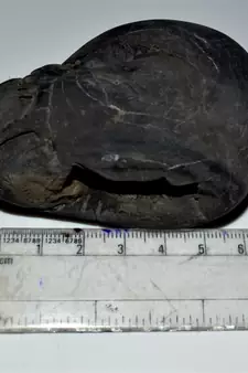 Nepal Gandaki River Original Shaligram Shila Idol Shri Vishnu For Tulsi Puja Stone Fossil In Size (Max: 7 CM) ID-254