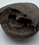 Nepal Gandaki River Original Shaligram Shila Idol Shri Vishnu For Tulsi Puja Stone Fossil In Size (Max: 7 CM) ID-255