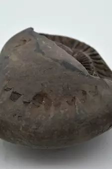 Nepal Gandaki River Original Shaligram Shila Idol Shri Vishnu For Tulsi Puja Stone Fossil In Size (Max: 7 CM) ID-255