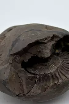 Nepal Gandaki River Original Shaligram Shila Idol Shri Vishnu For Tulsi Puja Stone Fossil In Size (Max: 7 CM) ID-255