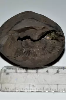 Nepal Gandaki River Original Shaligram Shila Idol Shri Vishnu For Tulsi Puja Stone Fossil In Size (Max: 7 CM) ID-255
