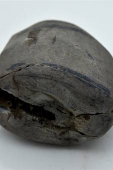 Nepal Gandaki River Original Shaligram Shila Idol Shri Vishnu For Tulsi Puja Stone Fossil In Size (Max: 7 CM) ID-256