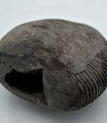 Nepal Gandaki River Original Shaligram Shila Idol Shri Vishnu For Tulsi Puja Stone Fossil In Size (Max: 7 CM) ID-257