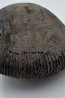 Nepal Gandaki River Original Shaligram Shila Idol Shri Vishnu For Tulsi Puja Stone Fossil In Size (Max: 7 CM) ID-257