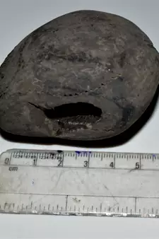 Nepal Gandaki River Original Shaligram Shila Idol Shri Vishnu For Tulsi Puja Stone Fossil In Size (Max: 7 CM) ID-257