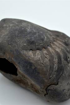 Nepal Gandaki River Original Shaligram Shila Idol Shri Vishnu For Tulsi Puja Stone Fossil In Size (Max: 7 CM) ID-258