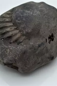 Nepal Gandaki River Original Shaligram Shila Idol Shri Vishnu For Tulsi Puja Stone Fossil In Size (Max: 7 CM) ID-258