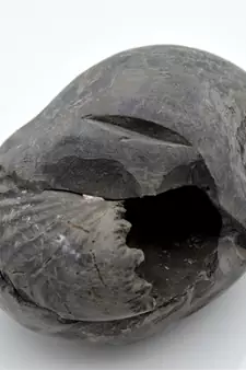 Nepal Gandaki River Original Shaligram Shila Idol Shri Vishnu For Tulsi Puja Stone Fossil In Size (Max: 7 CM) ID-259