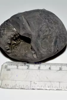Nepal Gandaki River Original Shaligram Shila Idol Shri Vishnu For Tulsi Puja Stone Fossil In Size (Max: 7 CM) ID-259