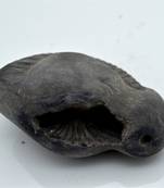Nepal Gandaki River Original Shaligram Shila Idol Shri Vishnu For Tulsi Puja Stone Fossil In Size (Max: 7 CM) ID-261