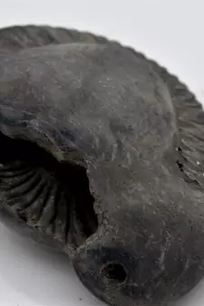 Nepal Gandaki River Original Shaligram Shila Idol Shri Vishnu For Tulsi Puja Stone Fossil In Size (Max: 7 CM) ID-261