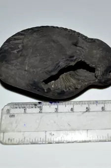 Nepal Gandaki River Original Shaligram Shila Idol Shri Vishnu For Tulsi Puja Stone Fossil In Size (Max: 7 CM) ID-261