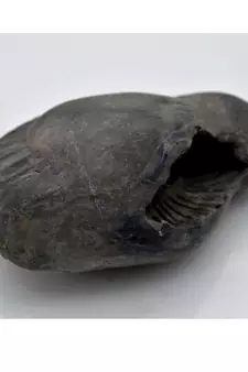 Nepal Gandaki River Original Shaligram Shila Idol Shri Vishnu For Tulsi Puja Stone Fossil In Size (Max: 7 CM) ID-261