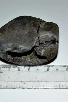 Nepal Gandaki River Original Shaligram Shila Idol Shri Vishnu For Tulsi Puja Stone Fossil In Size (Max: 7 CM) ID-262