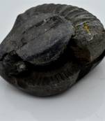 Nepal Gandaki River Original Shaligram Shila Idol Shri Vishnu For Tulsi Puja Stone Fossil In Size (Max: 7 CM) ID-263
