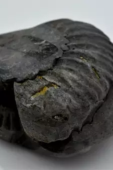 Nepal Gandaki River Original Shaligram Shila Idol Shri Vishnu For Tulsi Puja Stone Fossil In Size (Max: 7 CM) ID-263