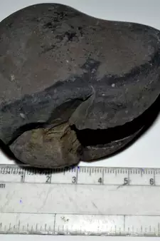 Nepal Gandaki River Original Shaligram Shila Idol Shri Vishnu For Tulsi Puja Stone Fossil In Size (Max: 7 CM) ID-263