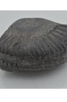 Nepal Gandaki River Original Shaligram Shila Idol Shri Vishnu For Tulsi Puja Stone Fossil In Size (Max: 7 CM) ID-264