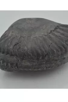 Nepal Gandaki River Original Shaligram Shila Idol Shri Vishnu For Tulsi Puja Stone Fossil In Size (Max: 7 CM) ID-264