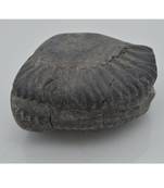 Nepal Gandaki River Original Shaligram Shila Idol Shri Vishnu For Tulsi Puja Stone Fossil In Size (Max: 7 CM) ID-264