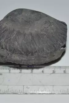 Nepal Gandaki River Original Shaligram Shila Idol Shri Vishnu For Tulsi Puja Stone Fossil In Size (Max: 7 CM) ID-264