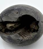 Nepal Gandaki River Original Shaligram Shila Idol Shri Vishnu For Tulsi Puja Stone Fossil In Size (Max: 7 CM) ID-265