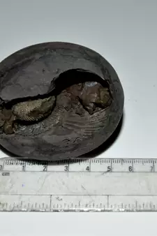 Nepal Gandaki River Original Shaligram Shila Idol Shri Vishnu For Tulsi Puja Stone Fossil In Size (Max: 7 CM) ID-265