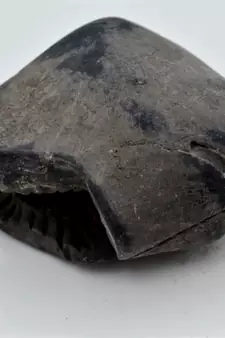 Nepal Gandaki River Original Shaligram Shila Idol Shri Vishnu For Tulsi Puja Stone Fossil In Size (Max: 7 CM) ID-266