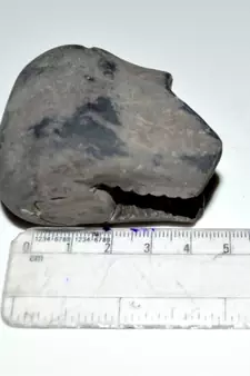 Nepal Gandaki River Original Shaligram Shila Idol Shri Vishnu For Tulsi Puja Stone Fossil In Size (Max: 7 CM) ID-266