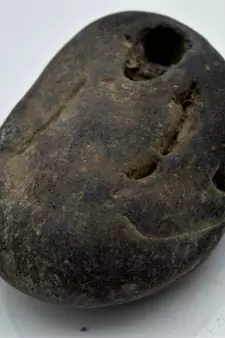 Nepal Gandaki River Original Shaligram Shila Idol Shri Vishnu For Tulsi Puja Stone Fossil In Size (Max: 7 CM) ID-268