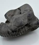 Nepal Gandaki River Original Shaligram Shila Idol Shri Vishnu For Tulsi Puja Stone Fossil In Size (Max: 7 CM) ID-269
