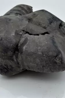 Nepal Gandaki River Original Shaligram Shila Idol Shri Vishnu For Tulsi Puja Stone Fossil In Size (Max: 7 CM) ID-269