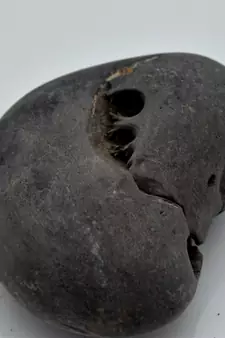Nepal Gandaki River Original Shaligram Shila Idol Shri Vishnu For Tulsi Puja Stone Fossil In Size (Max: 7 CM) ID-271