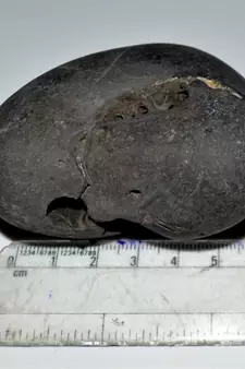 Nepal Gandaki River Original Shaligram Shila Idol Shri Vishnu For Tulsi Puja Stone Fossil In Size (Max: 7 CM) ID-271