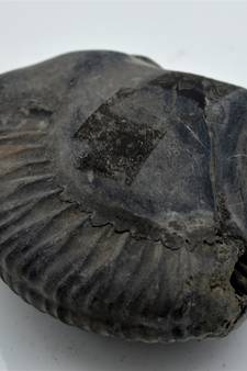 Nepal Gandaki River Original Shaligram Shila Idol Shri Vishnu For Tulsi Puja Stone Fossil In Size (Max: 7 CM) ID-274