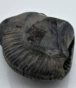 Nepal Gandaki River Original Shaligram Shila Idol Shri Vishnu For Tulsi Puja Stone Fossil In Size (Max: 7 CM) ID-274