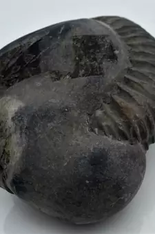 Nepal Gandaki River Original Shaligram Shila Idol Shri Vishnu For Tulsi Puja Stone Fossil In Size (Max: 7 CM) ID-274