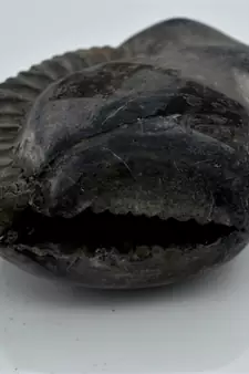 Nepal Gandaki River Original Shaligram Shila Idol Shri Vishnu For Tulsi Puja Stone Fossil In Size (Max: 7 CM) ID-274