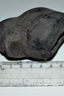 Nepal Gandaki River Original Shaligram Shila Idol Shri Vishnu For Tulsi Puja Stone Fossil In Size (Max: 7 CM) ID-274