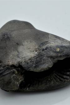 Nepal Gandaki River Original Shaligram Shila Idol Shri Vishnu For Tulsi Puja Stone Fossil In Size (Max: 7 CM) ID-275